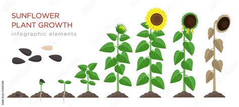 Sunflower Growing Stages