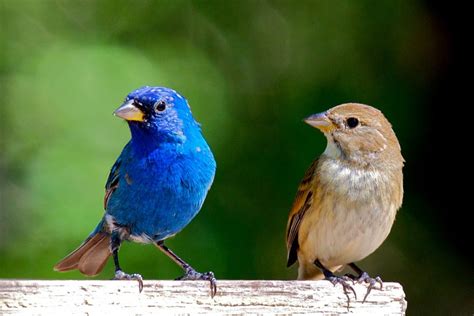 indigo bunting male and female - Google Search | Bellos insectos, Aves ...