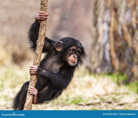 Baby Chimpanzee Climbing on a Vine Stock Image - Image of baby, playful ...