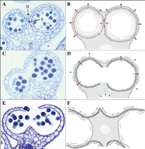 Anther dehiscence. (A, C, E) Transverse sections of the anther; (B, D ...