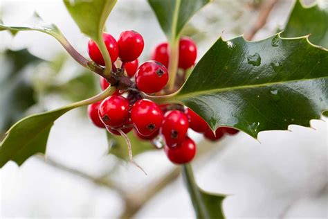 How to Grow Holly Trees From Seed - A Recipe to Success