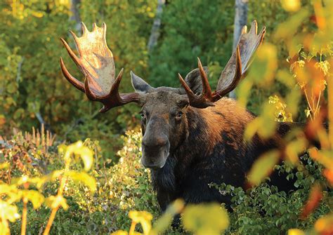 Moose | Estuary Magazine: For people who care about the Connecticut River