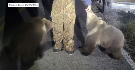 BODYCAM VIDEO: Alaskan Kodiak bear cubs found wandering North Florida road