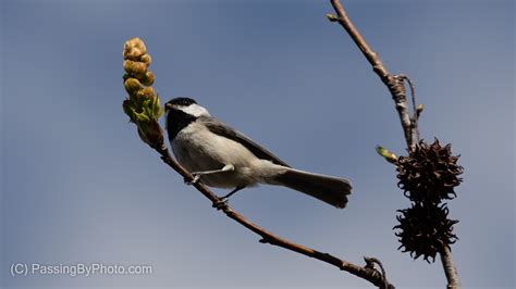 Carolina Chickadee | Passing By Photo