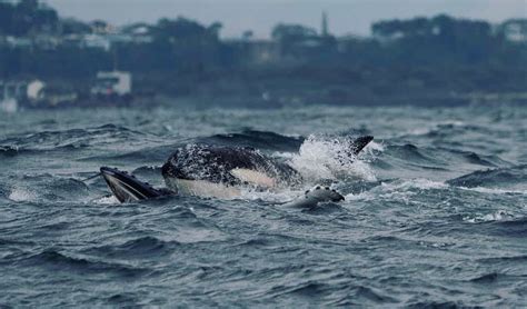 Watch as a pod of orcas attack a humpback whale calf