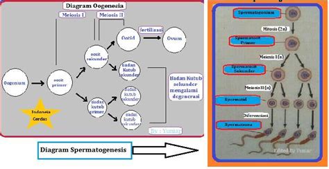 Buat Bagan Spermatogenesis Dan Oogenesis Update Terbaru - Skemaholic