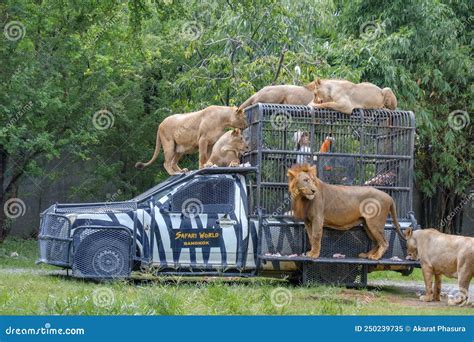 Feeding of Lion at Safari World Open Zoo in Bangkok, Thailand Editorial ...