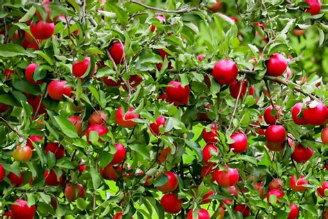 11 Dwarf Fruit Trees You Can Grow in Small Yards