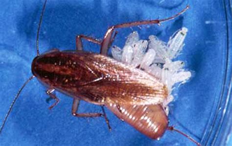 German cockroach - Blattella germanica (Linnaeus)