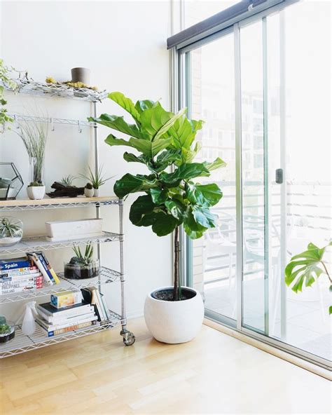 30 Popular Indoor Trees to Grow in Your Home | House plants indoor ...