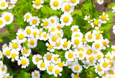 Chamomile: A Wonderful Herb with Many Properties | The Costa Rica News