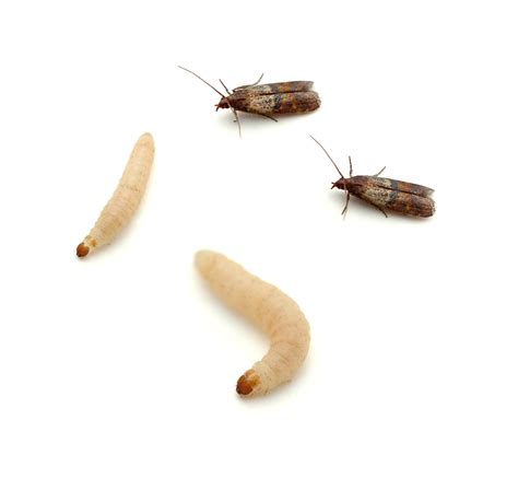 Indian Meal Moth Life Cycle