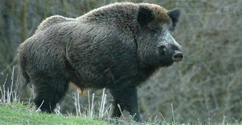 boar gigant – Google Поиск | Wild boar hunting, Boar hunting, Wild boar