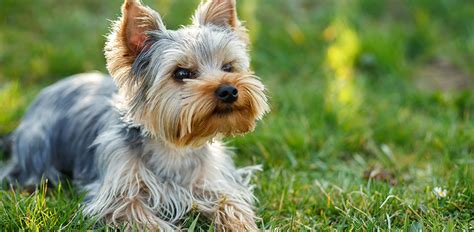 Are Yorkshire Terriers Color Blind