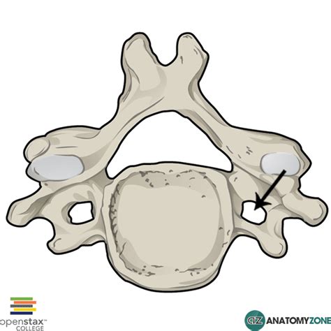 Transverse Foramen • Musculoskeletal, Skeletal • AnatomyZone