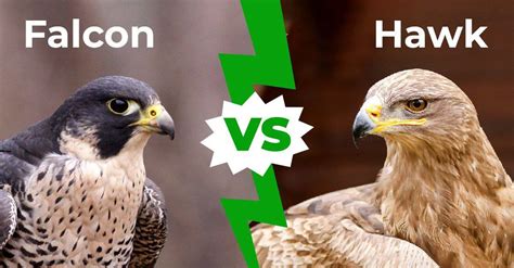 Falcon vs. Hawk: อธิบายความแตกต่างหลัก 8 ประการ | Newagepitbulls