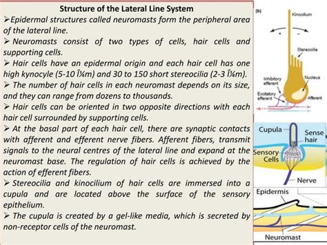 Lateral line system