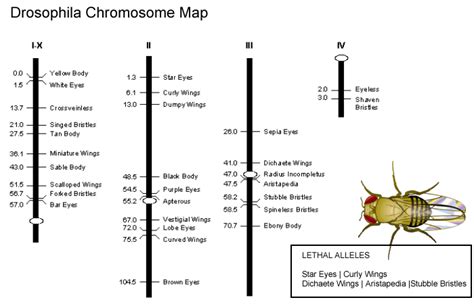 Drosophila Virtual Lab at Sciencecourseware