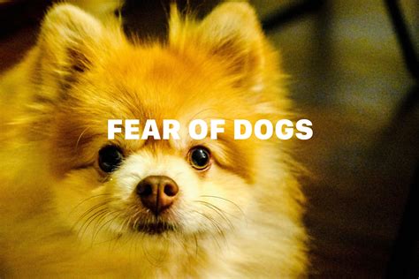 What Causes The Fear Of Dogs