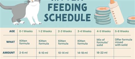 Kitten Feeding Schedule: How Much Food Kittens Need - WildCreaturey