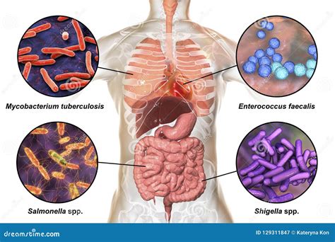 Human Pathogenic Microbes, Respiratory and Enteric Pathogens Stock ...