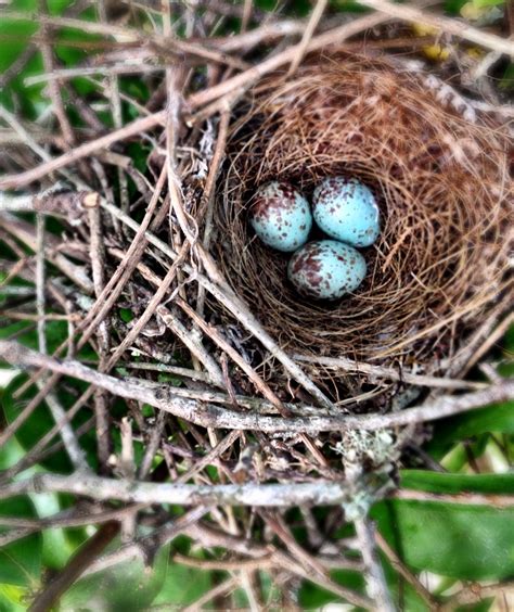 Mockingbird nest. Nest, Iphone, Photography, Nest Box, Photograph ...