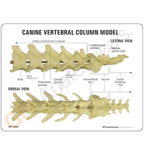 Anatomical Model-Canine Vertebrae with Sacrum