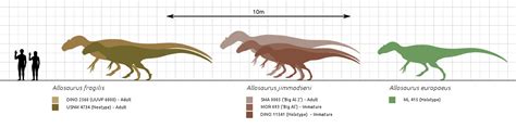 File:Allosaurus size comparison.svg - Wikimedia Commons