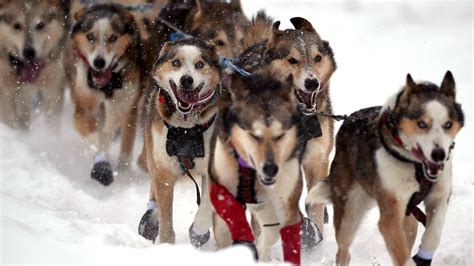 How to watch the Iditarod 2024: Start time, live stream and more to ...