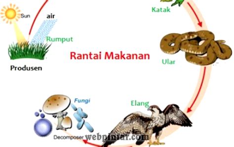 Rantai Makanan Rumput Belalang Katak Ular Elang - IPA