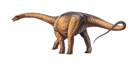 Argentinosaurus Pictures & Facts - The Dinosaur Database