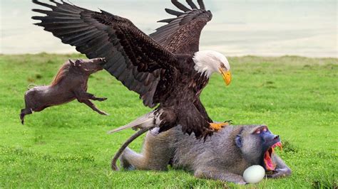 Eagles Too Dangerous Catch Baby Warthog, Daring Baboon Herd Rescue But ...