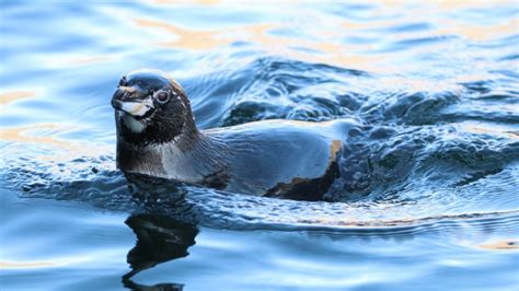 Galapagos Penguin | Go Galapagos