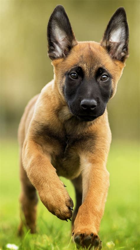 Download this Wallpaper Animal/Belgian Malinois (1080x1920) for all ...