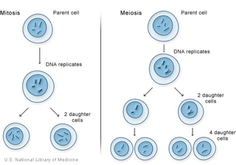 Comment les cellules se divisent-elles ? MedlinePlus Genetics | Organic ...