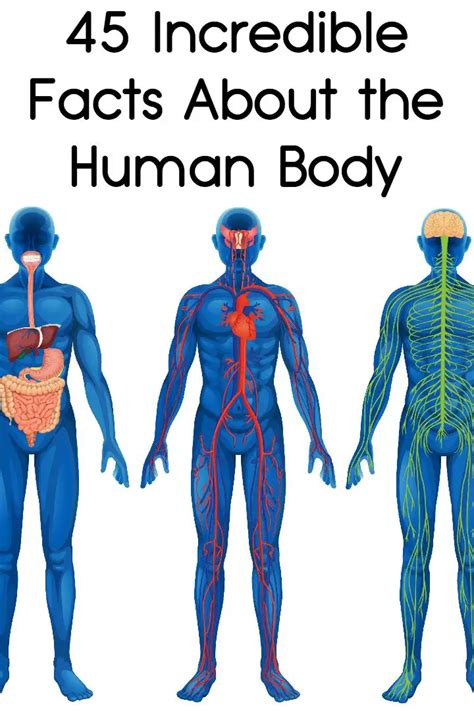 45 Incredible Facts About the Human Body