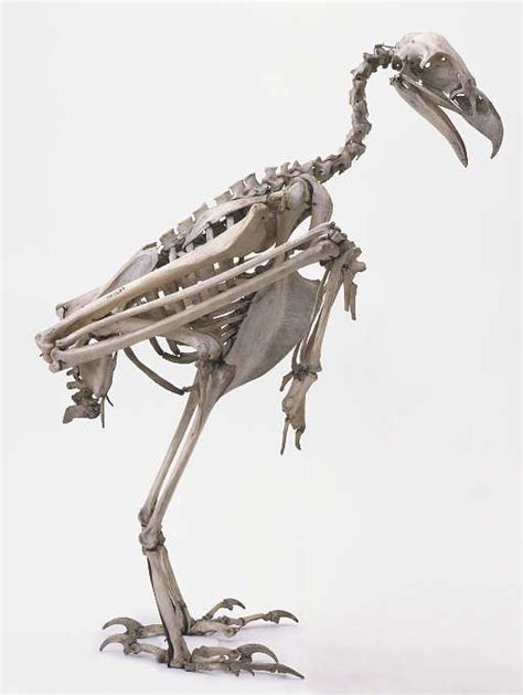 264 best Anatomy. Avian images on Pinterest