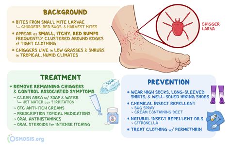 Chigger Bites: What Are They, Appearance, and More | Osmosis