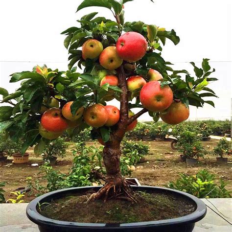 50 pcs very rare dwarf apple tree sweet fruit planted fruit trees seeds ...