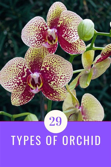 29 Types of Orchid - Aven Gardening | Types of orchids, Orchid plant ...