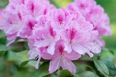 14 Amazing Evergreen Flowering Shrubs for Full Sun