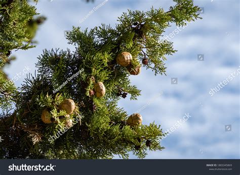 7,720 Cypress tree cones Images, Stock Photos & Vectors | Shutterstock