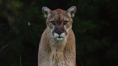 What Wildlife is in Zion National Park? 10 Coolest Animals