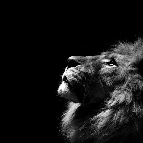 10 Best Angry Lion Wallpaper Black And White FULL HD 1080p For PC ...