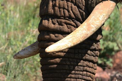 Close Up Photo of Elephant Tusk · Free Stock Photo