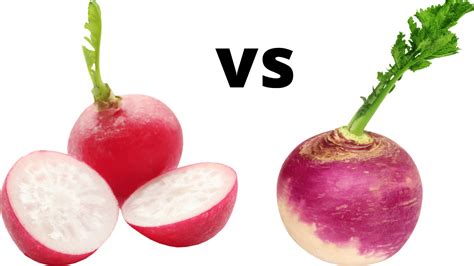 Radish vs Turnip