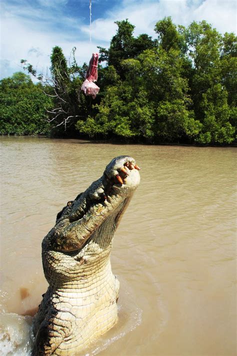 Jumping Crocodiles at Adelaide River, Australia 2010 | Australië