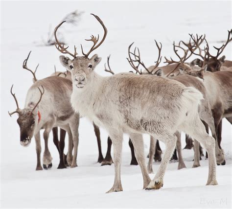 Reindeer With Antlers Photograph by Eva Mårtensson - Fine Art America