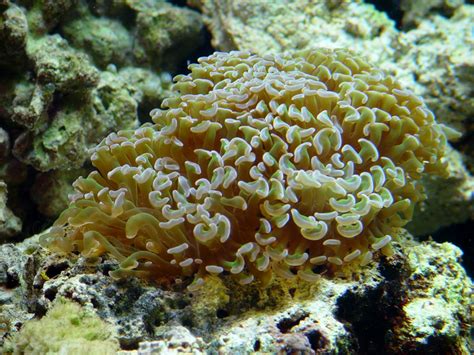 Hammer Frogspawn Coral (Euphyllia parancora) dsc04483.jpg