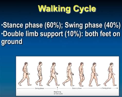 Biomechanics of Gait — OrthopaedicPrinciples.com